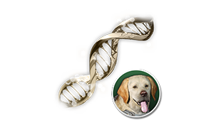 Vespers Hunting Dog Enhanced Cell Blueprint